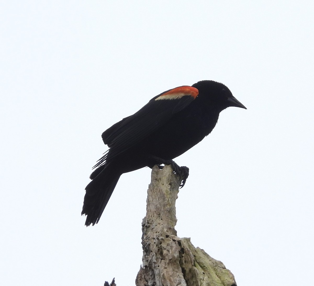 Red-winged Blackbird - Debbie Segal