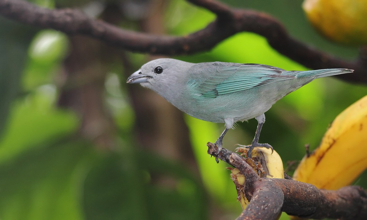 Sayaca Tanager - Adrián Braidotti