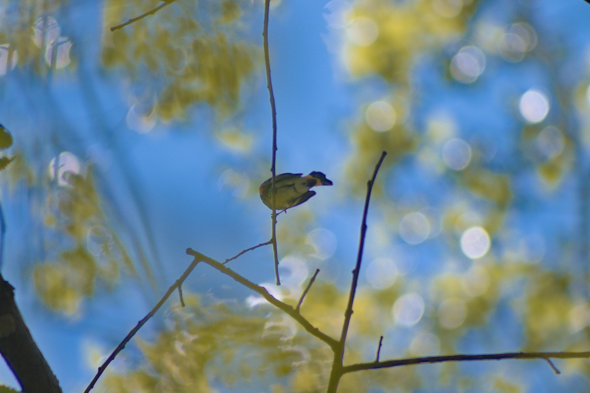 American Redstart - Cory Ruchlin