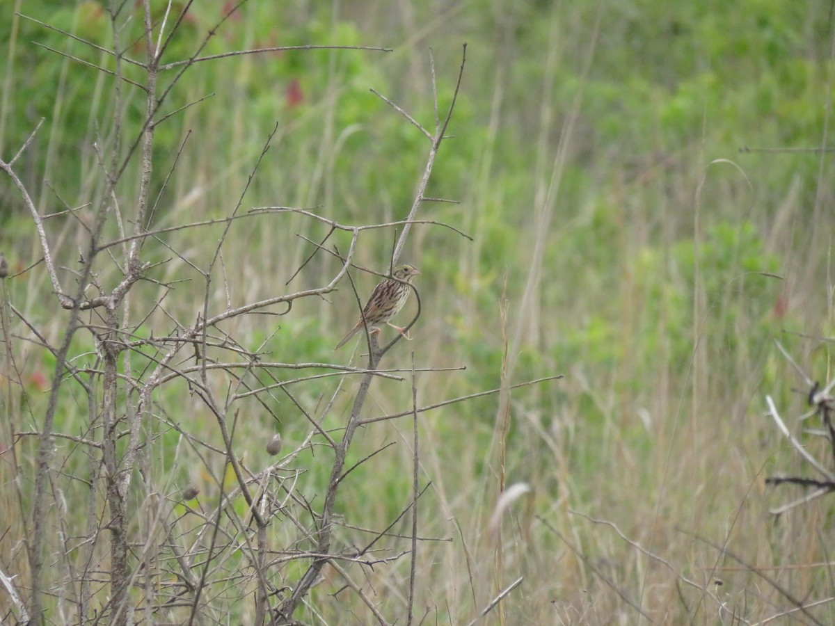 Henslow's Sparrow - Eric Cormier