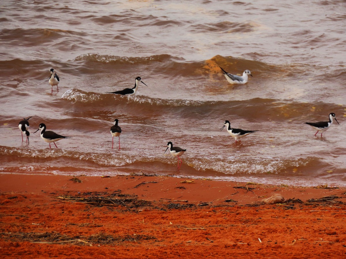 Black-necked Stilt - Larry Urbanski