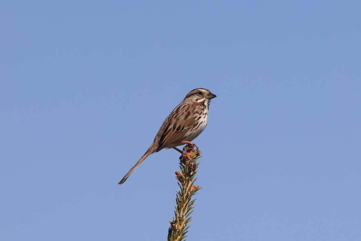 Song Sparrow - Allan Williams