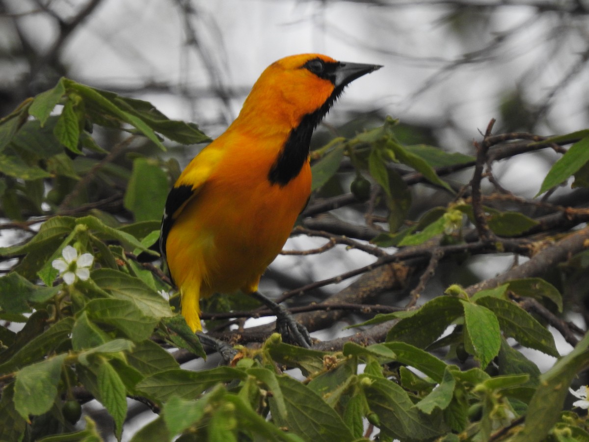 Yellow Oriole - Paula Peña-Amaya