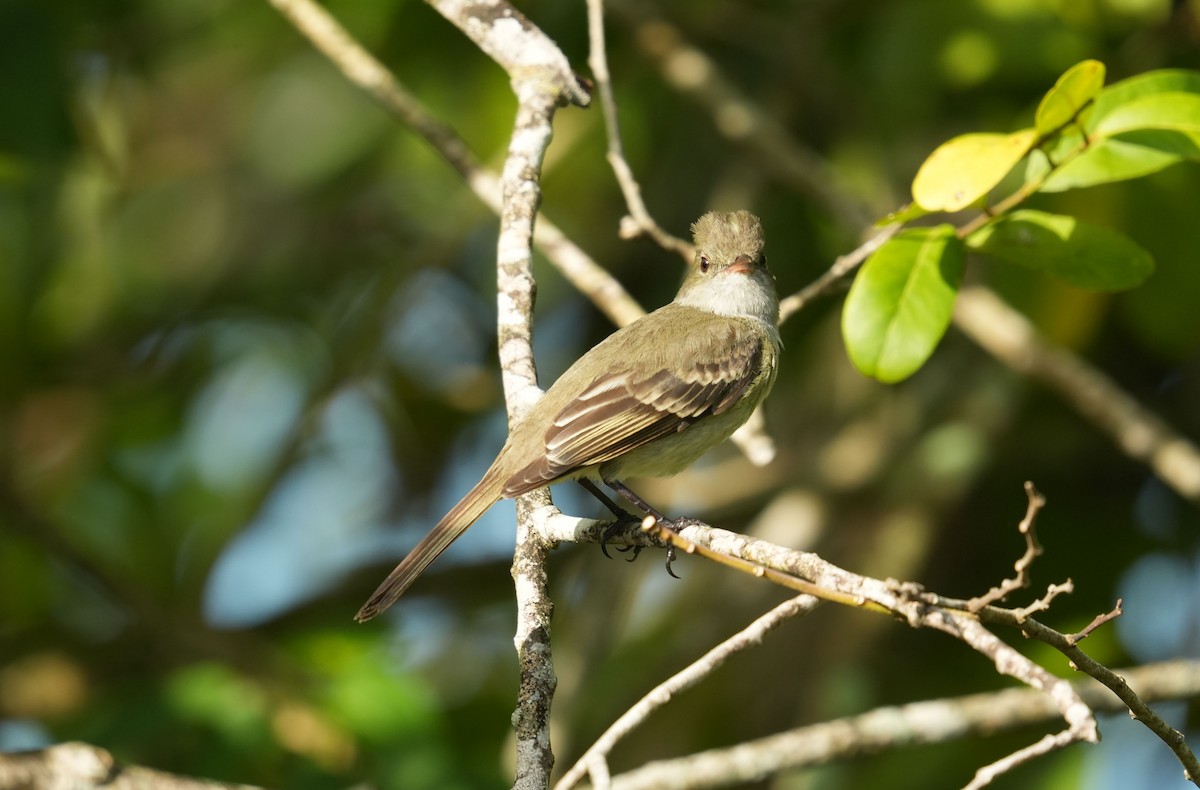 Caribbean Elaenia - Romain Demarly