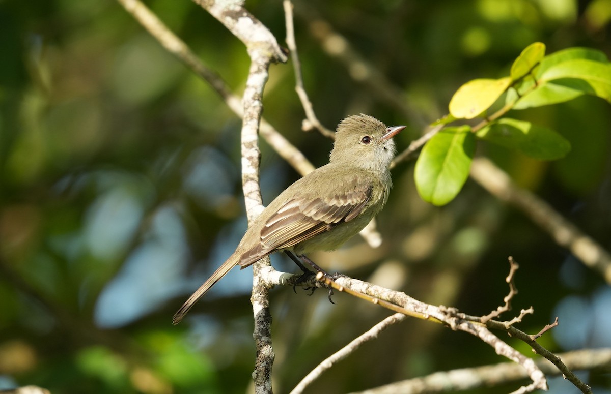 Caribbean Elaenia - Romain Demarly