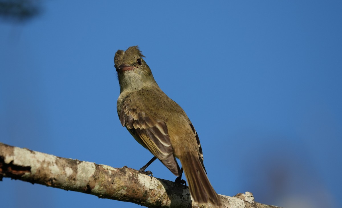 Caribbean Elaenia - Romain Demarly