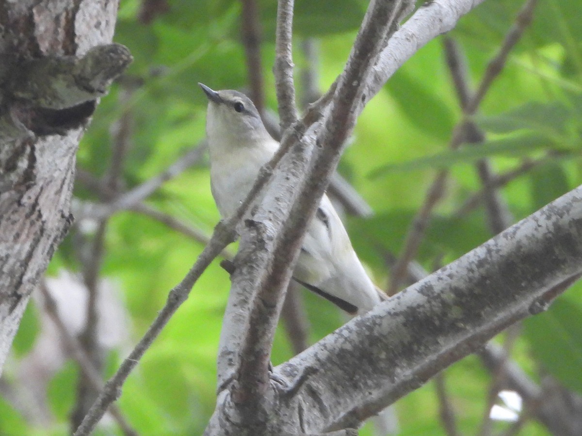 Tennessee Warbler - Roger Schoedl