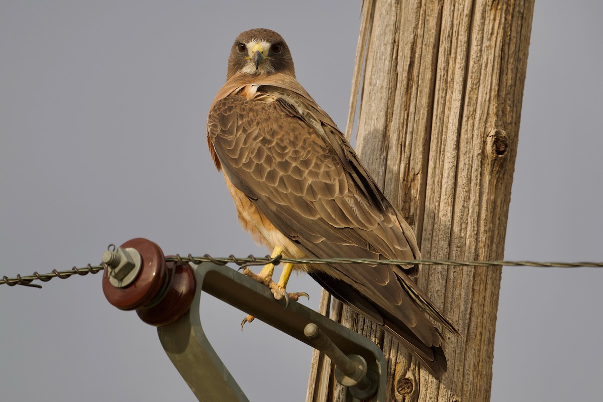 Swainson's Hawk - Bill Schneider