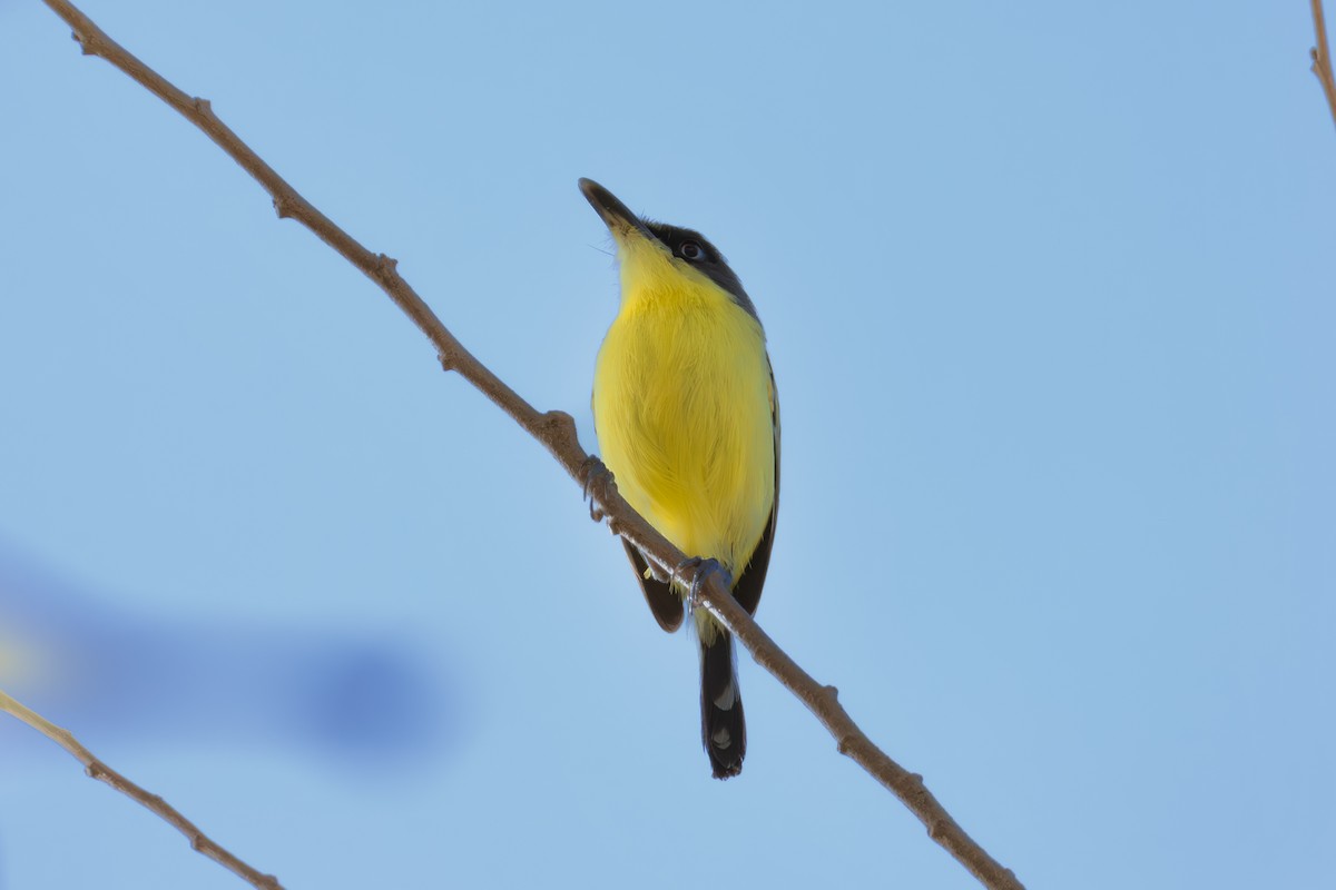 Common Tody-Flycatcher - Mason Flint