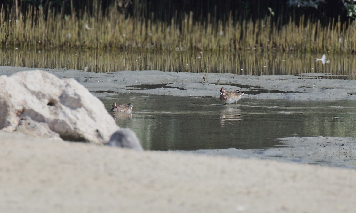 Green-winged Teal - Adrián Braidotti