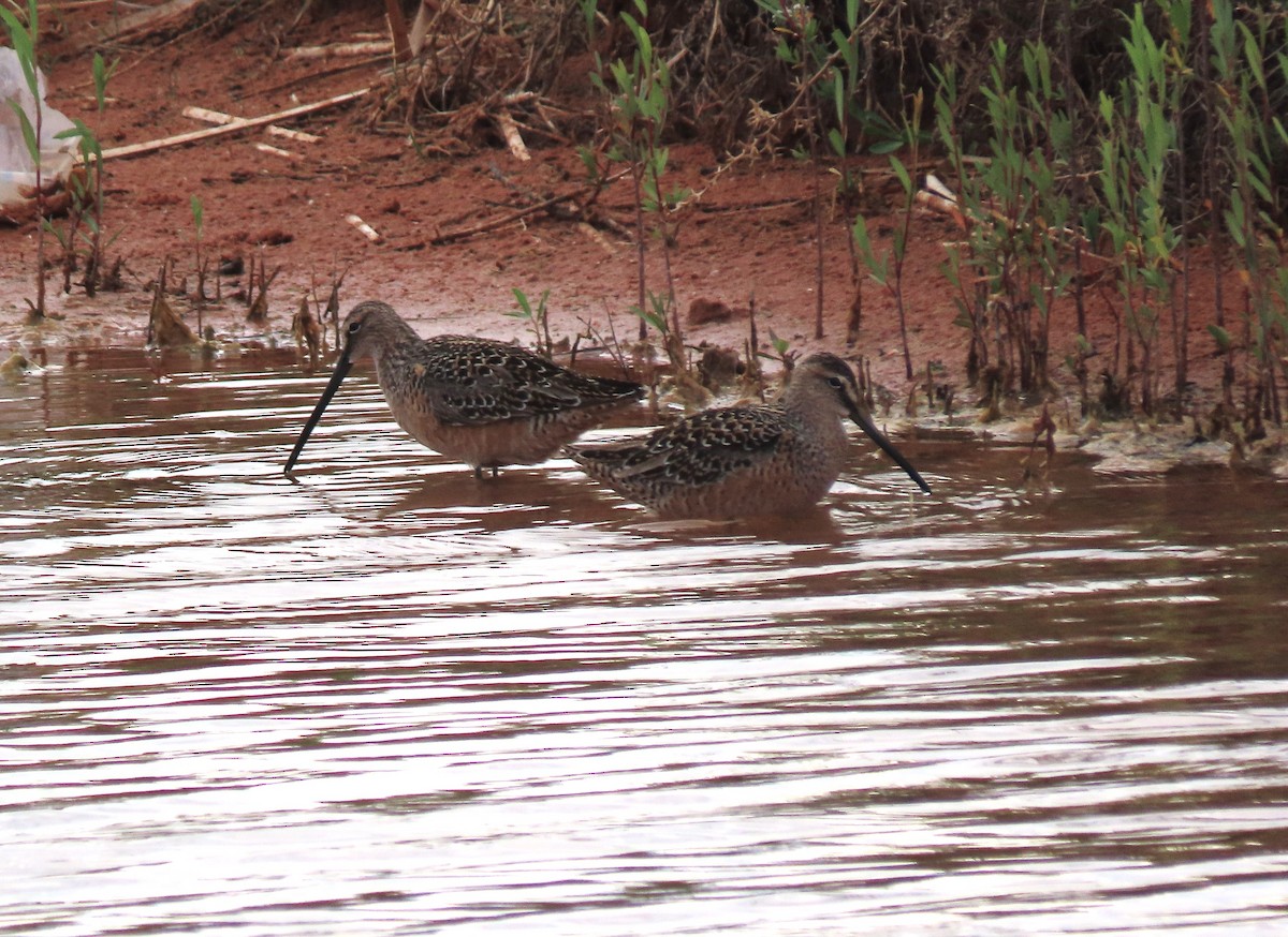 Long-billed Dowitcher - ML619306897
