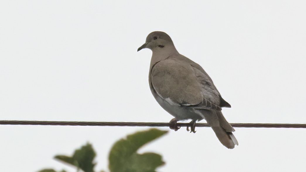 White-winged Dove - Sandra Wright