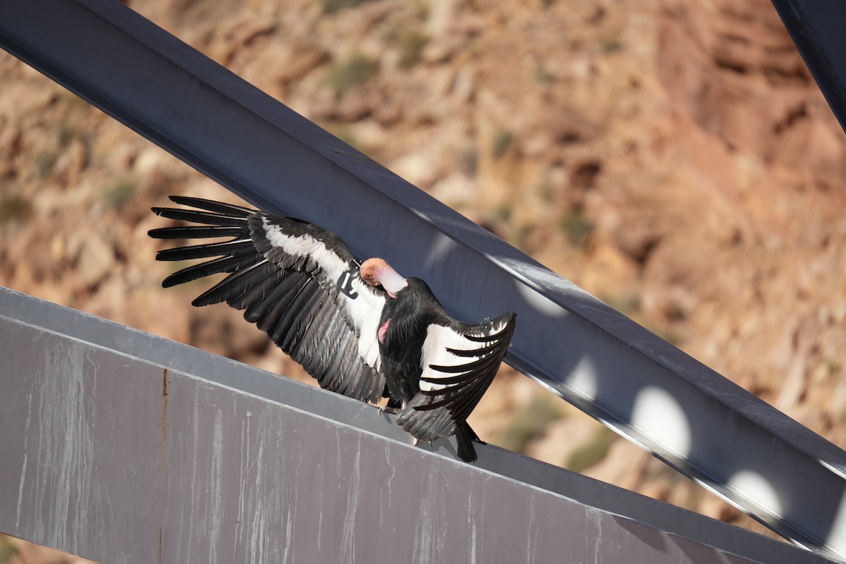 California Condor - Christophe Rouleau-Desrochers