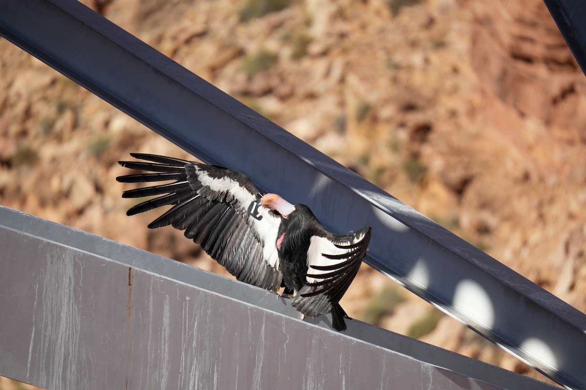 California Condor - Christophe Rouleau-Desrochers