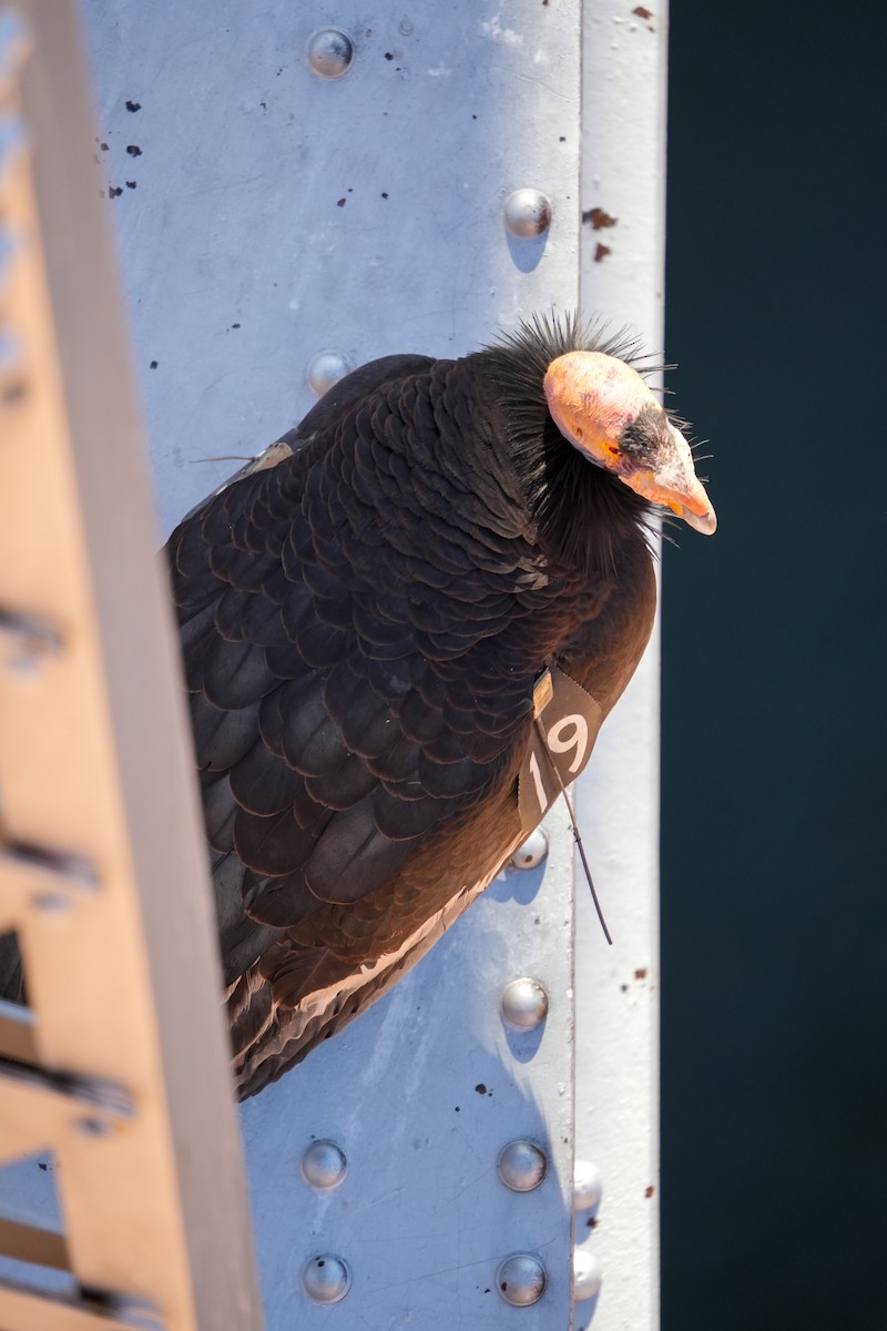 California Condor - Christophe Rouleau-Desrochers