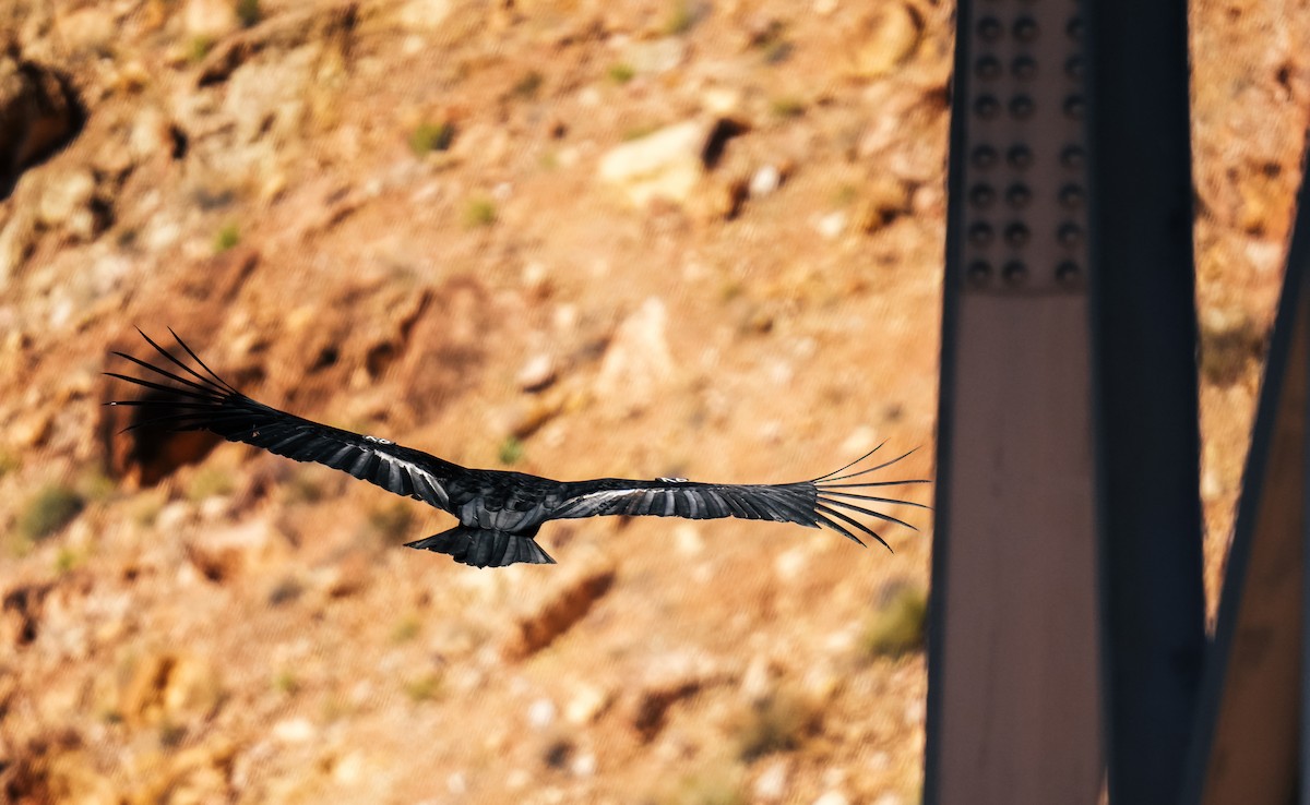 California Condor - Christophe Rouleau-Desrochers