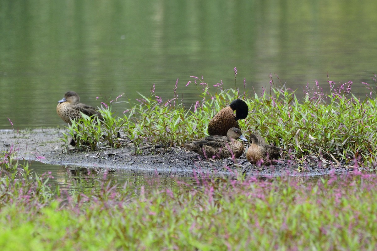 Chestnut Teal - Ken Crawley