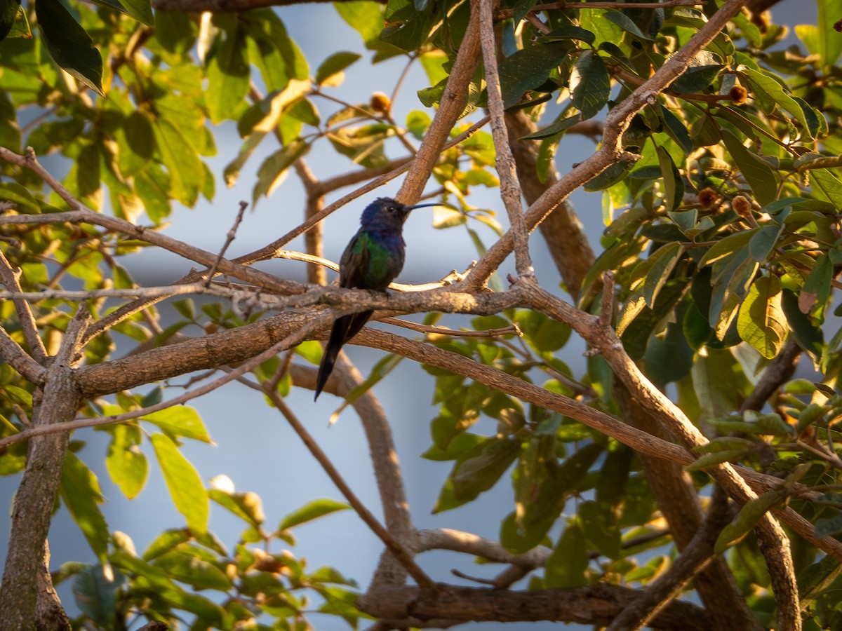 Swallow-tailed Hummingbird - Vitor Rolf Laubé