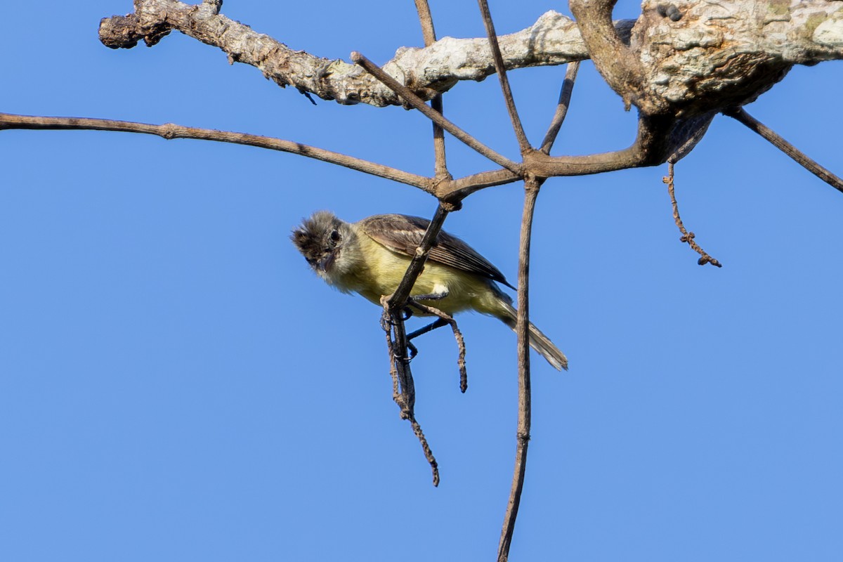 Southern Beardless-Tyrannulet - Mason Flint