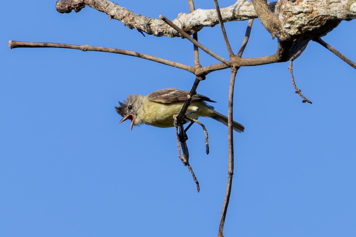 Southern Beardless-Tyrannulet - Mason Flint