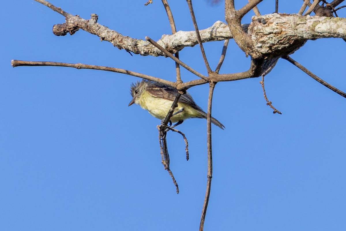 Southern Beardless-Tyrannulet - Mason Flint