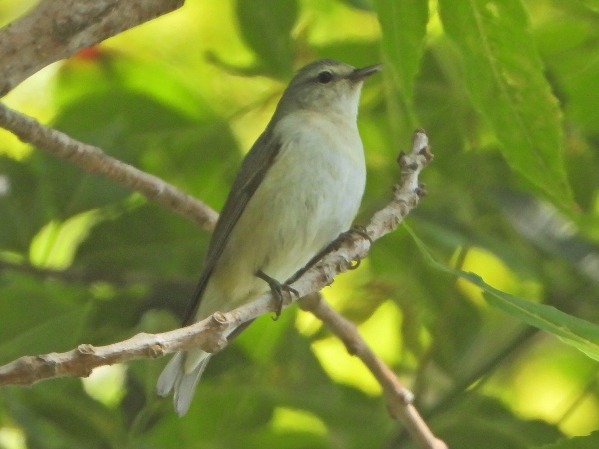 Tennessee Warbler - Roger Schoedl