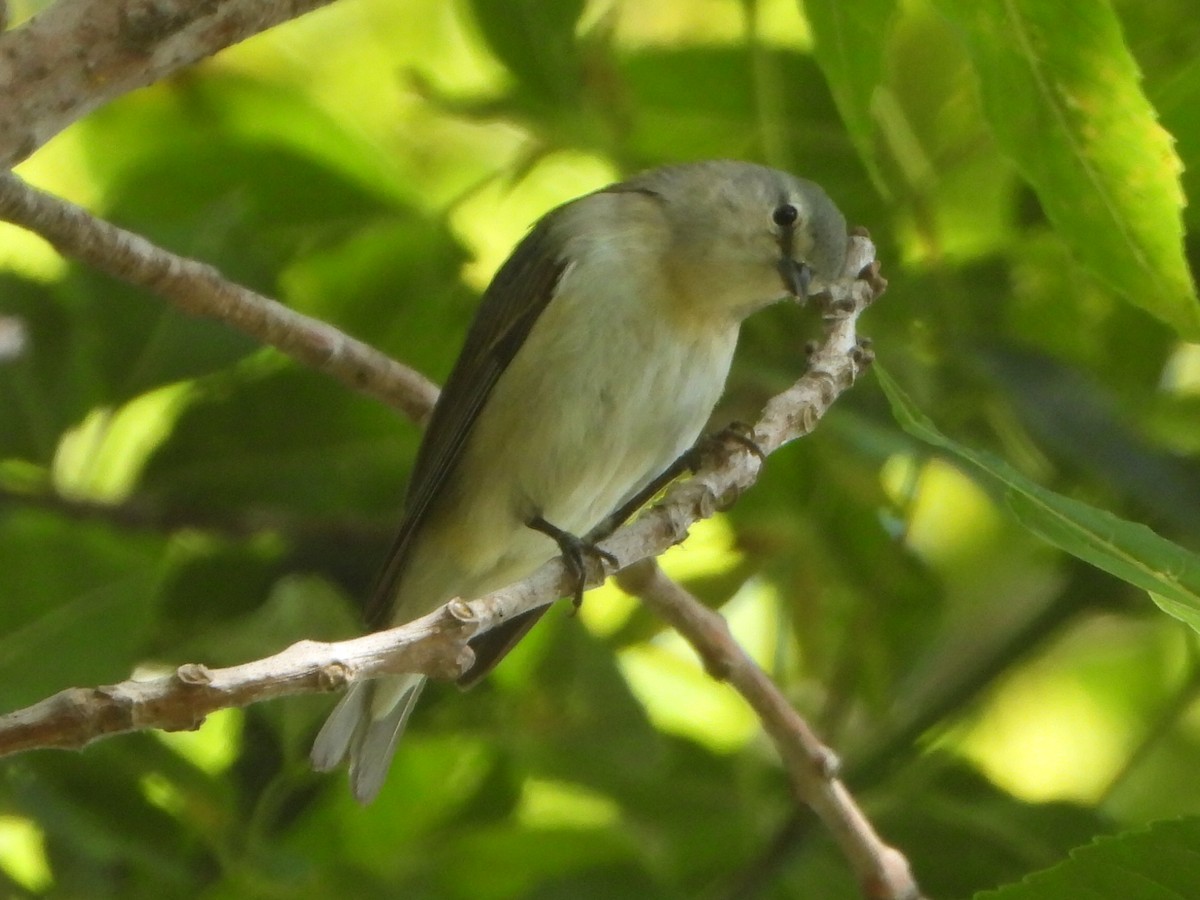 Tennessee Warbler - Roger Schoedl