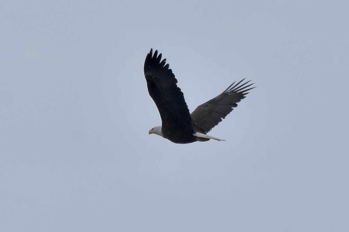 Bald Eagle - Benoit Goyette