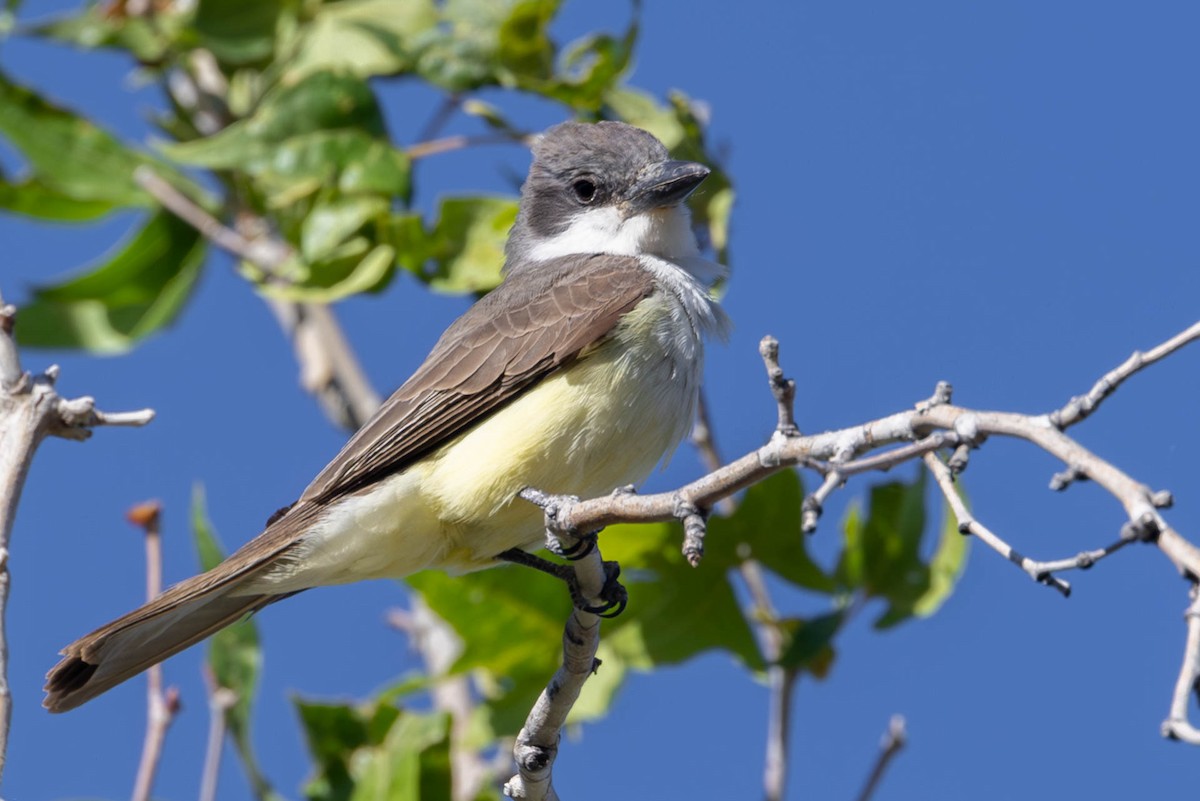 Thick-billed Kingbird - Linda McNulty