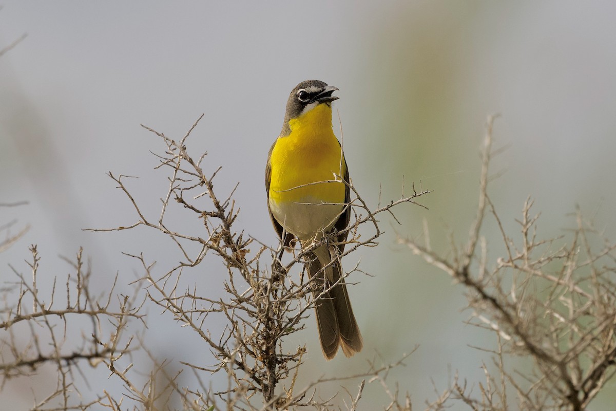 Yellow-breasted Chat - Bill Schneider