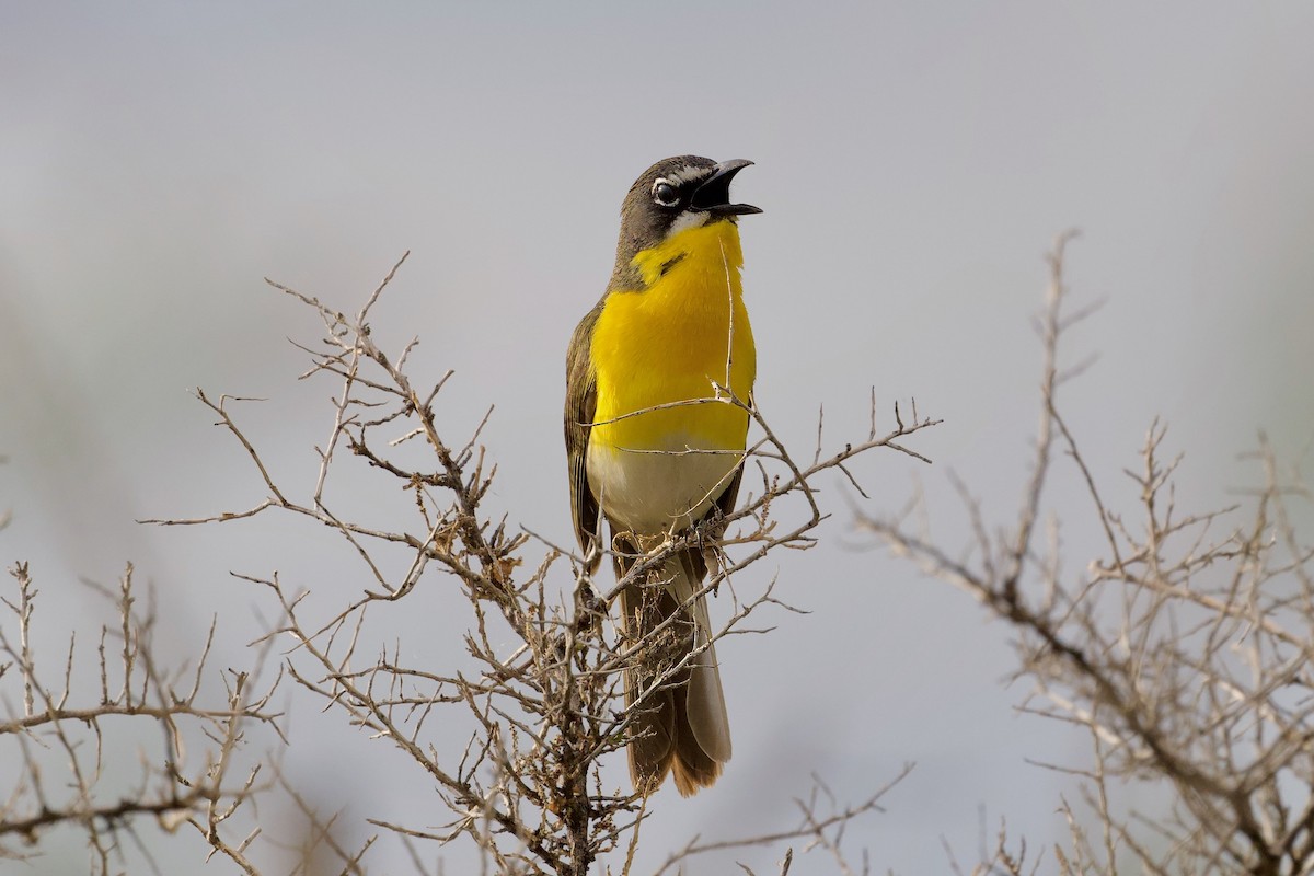 Yellow-breasted Chat - Bill Schneider