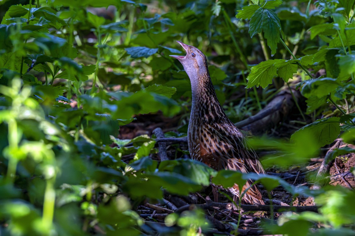 Corn Crake - Andrej Tabak