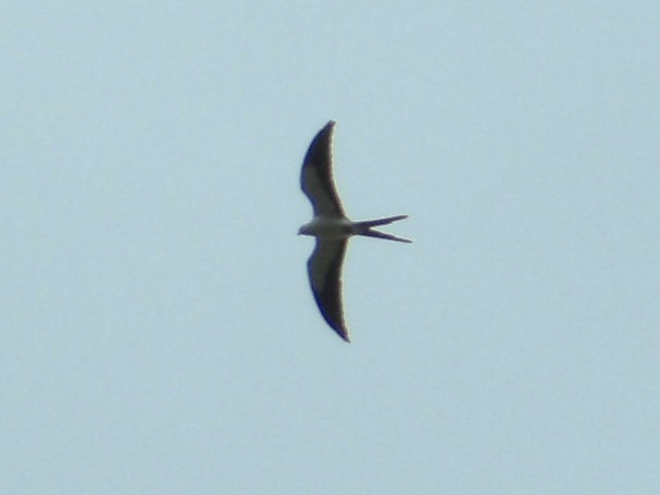 Swallow-tailed Kite - Jeff Harding