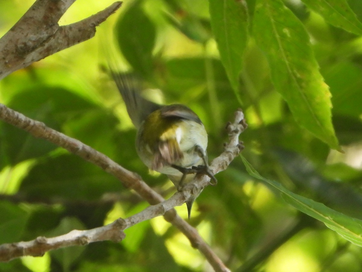 Tennessee Warbler - Roger Schoedl