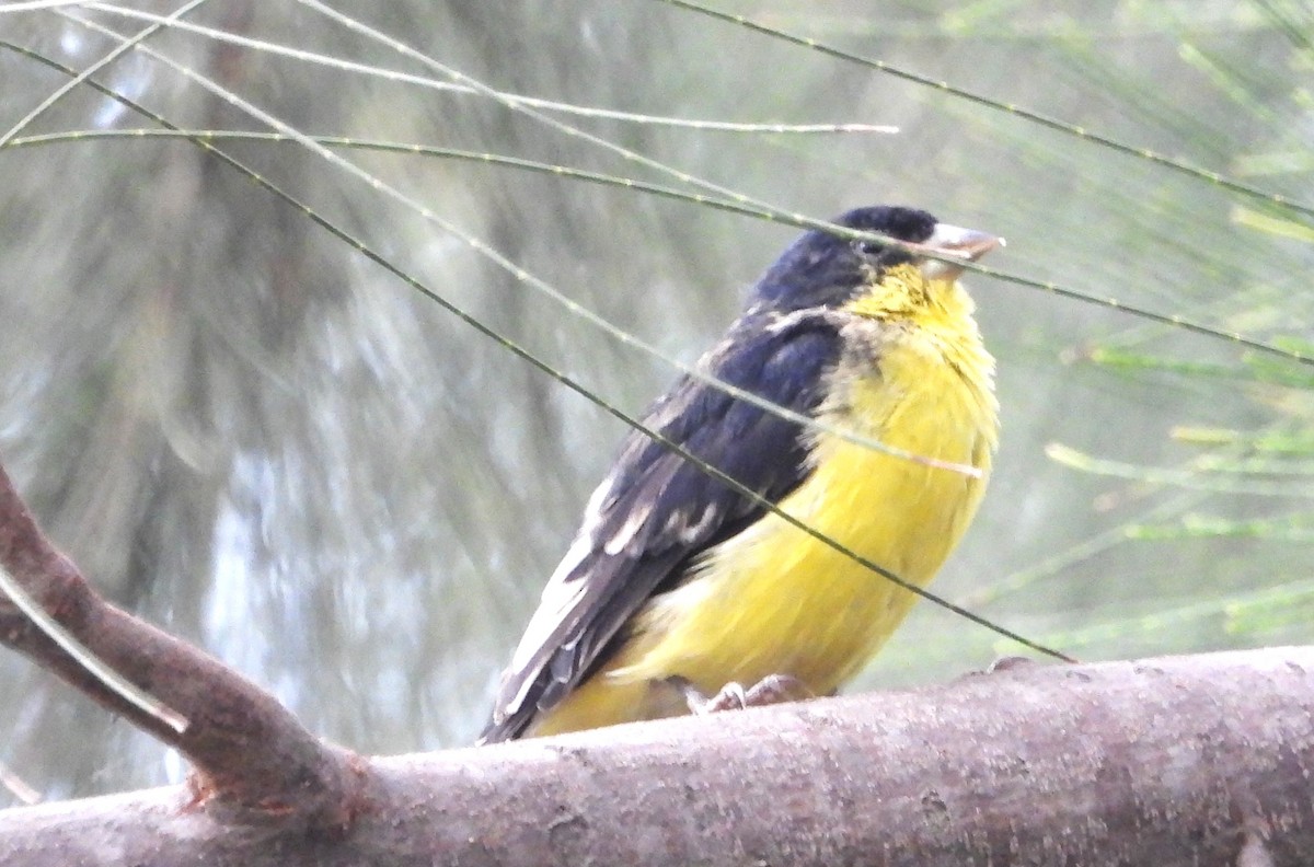 Lesser Goldfinch - Guadalupe Esquivel Uribe