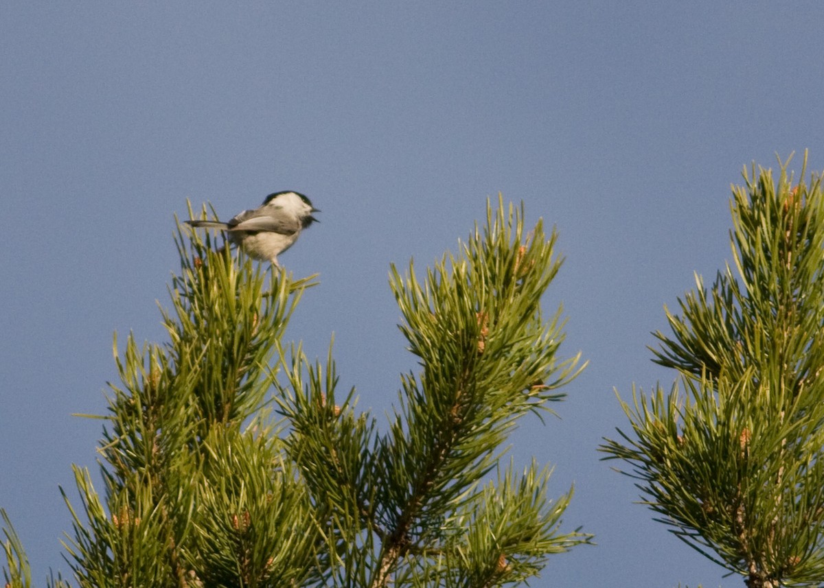 Willow Tit - Tim Harrop