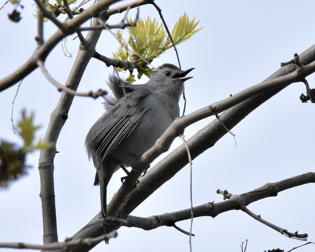 Gray Catbird - Benoit Goyette