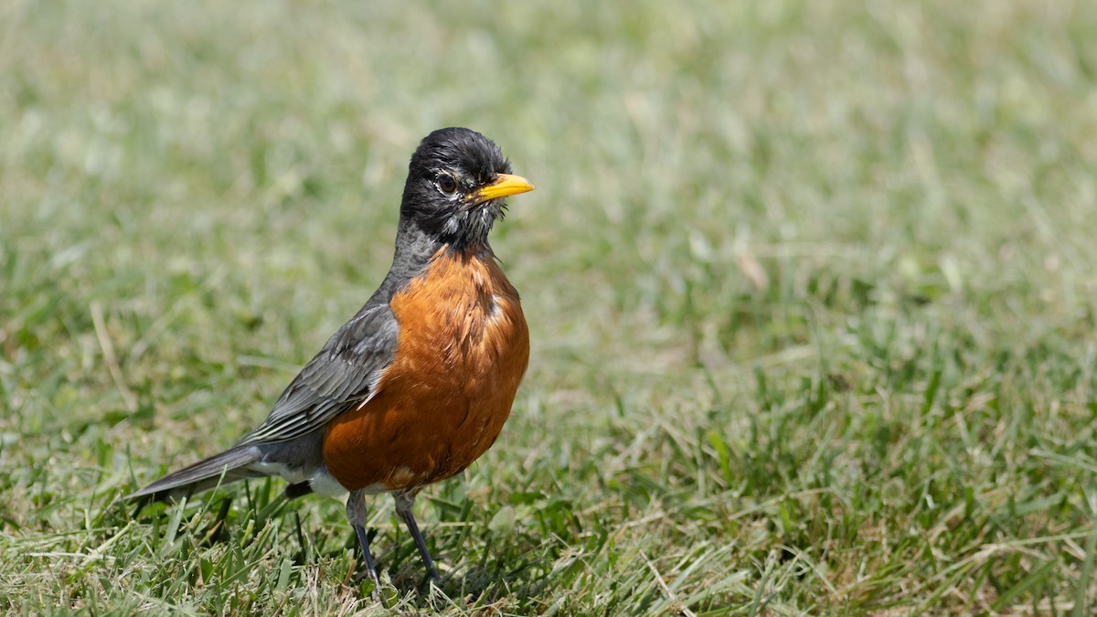 American Robin - ML619307016