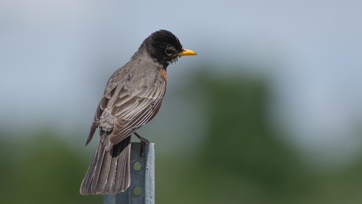 American Robin - ML619307017