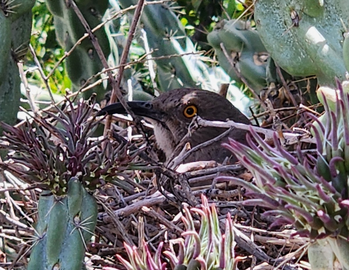 Curve-billed Thrasher - Nancy Cox