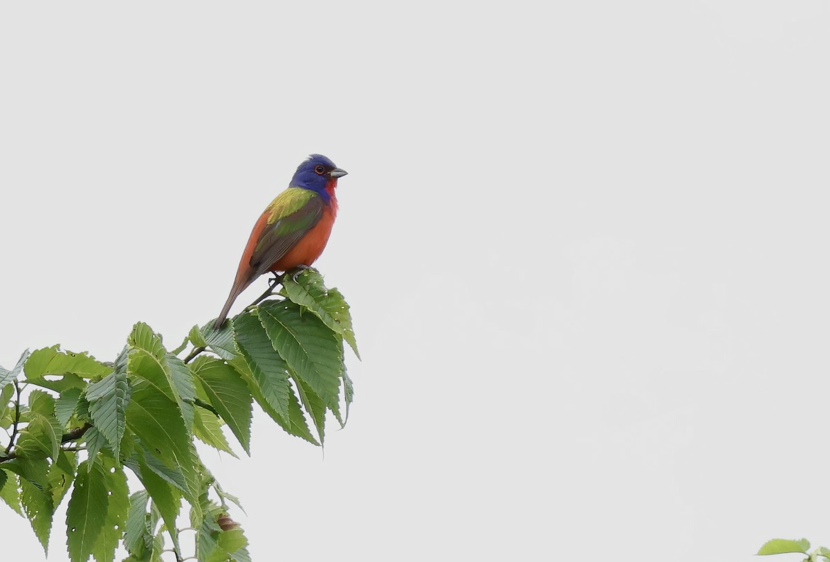 Painted Bunting - Grace Simms  🐦‍⬛