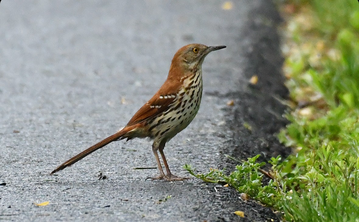 Brown Thrasher - ML619307048