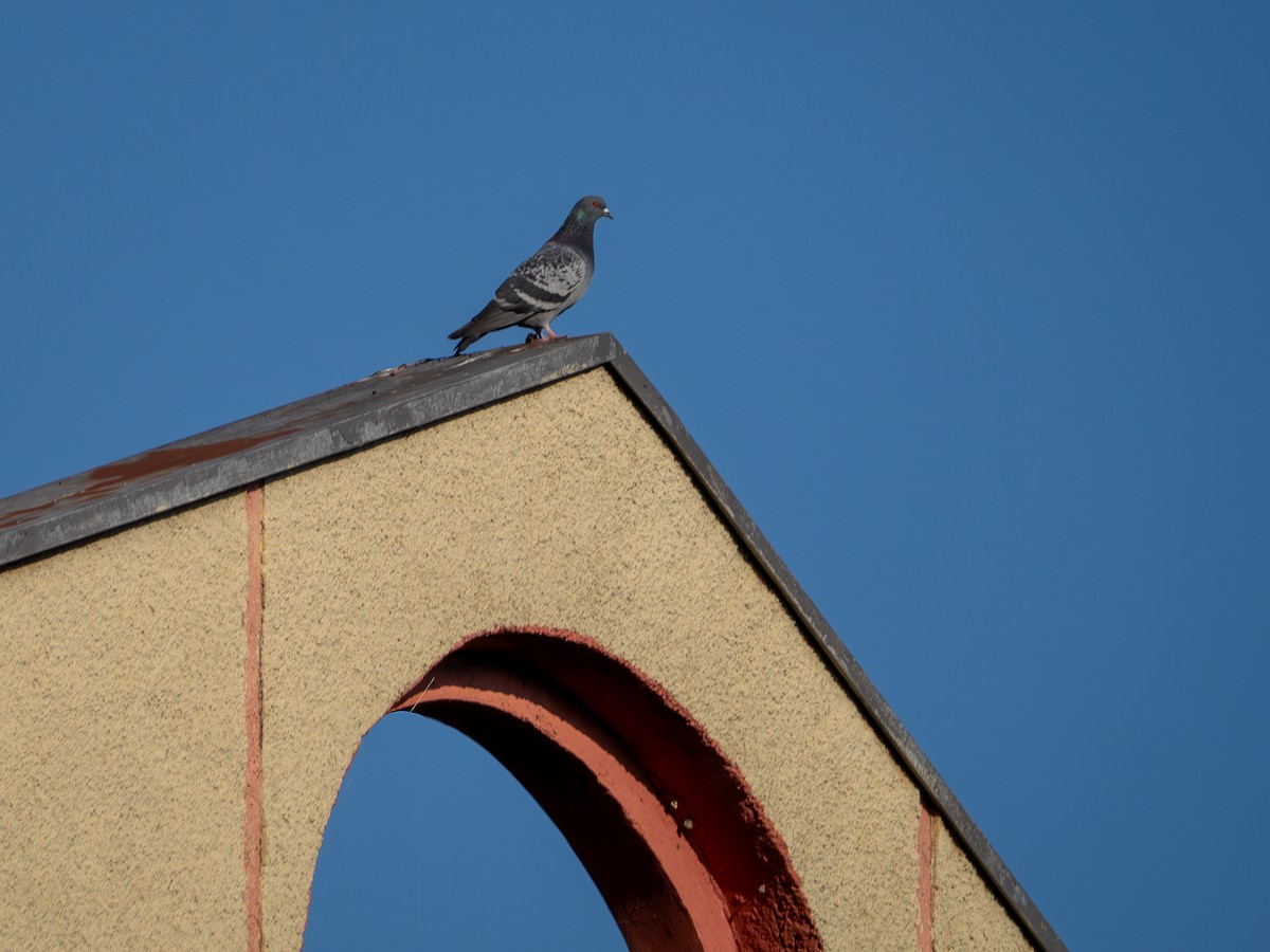 Rock Pigeon (Feral Pigeon) - Vitor Rolf Laubé