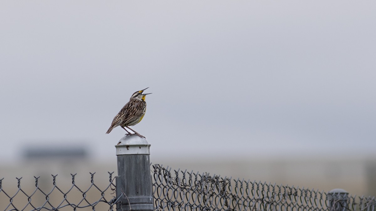 Eastern Meadowlark - Mathew Gledhill