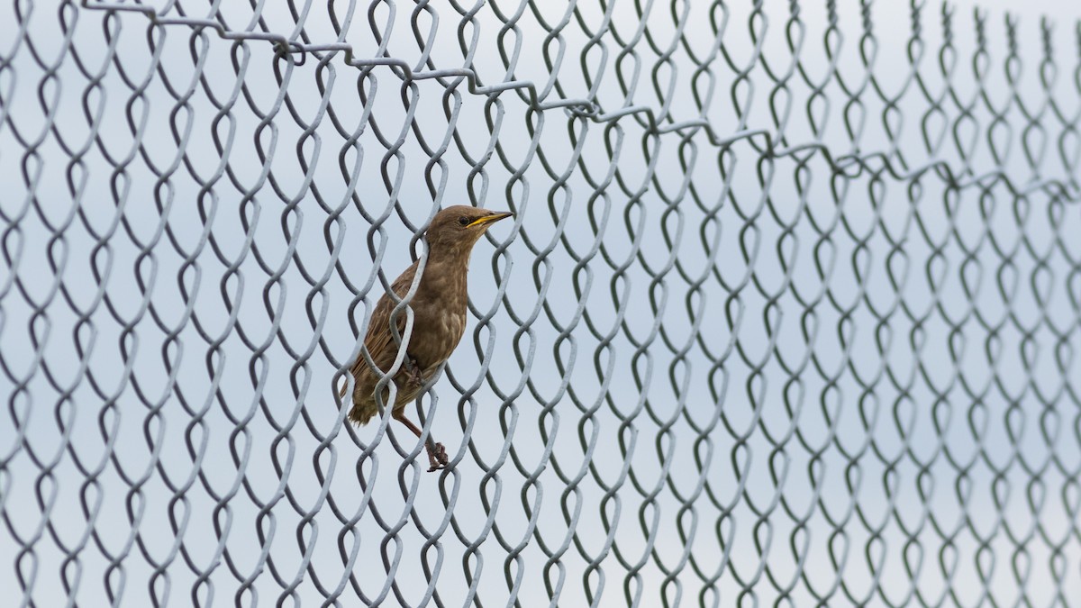 European Starling - ML619307060