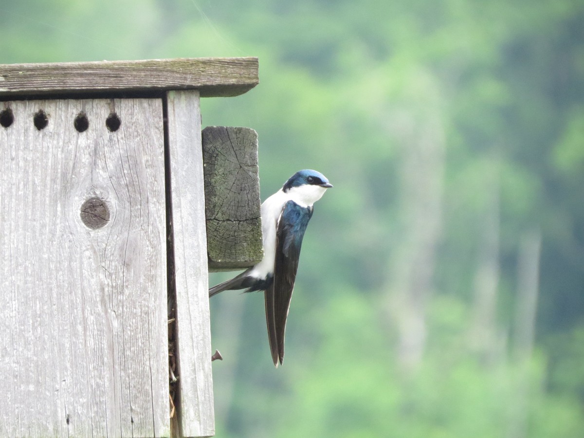 Tree Swallow - ML619307061