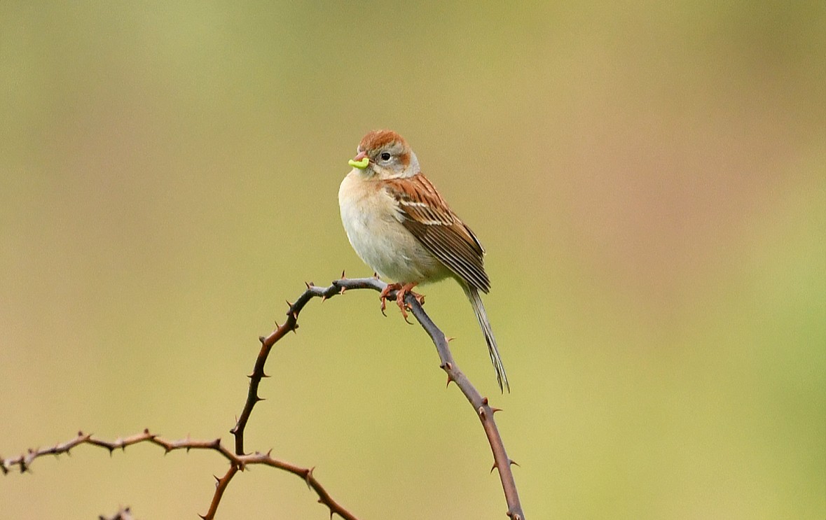 Field Sparrow - Rachel  Adler