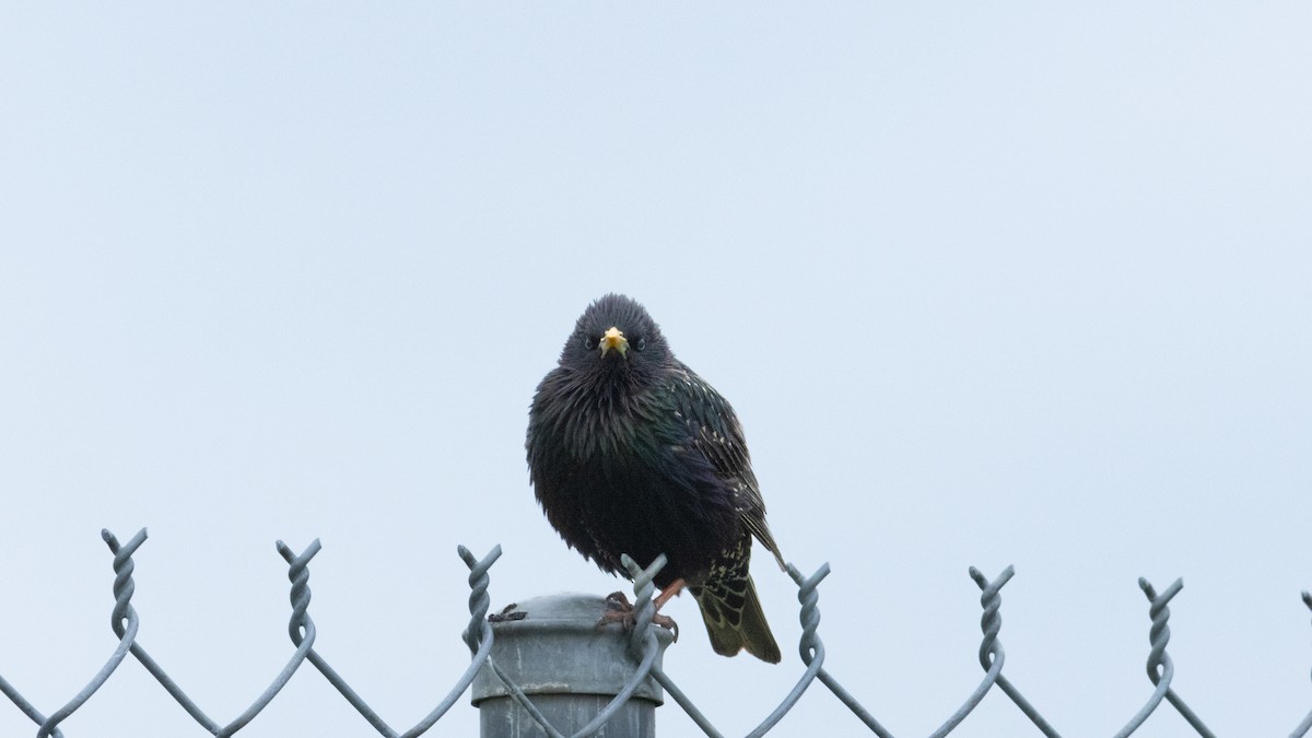 European Starling - ML619307075