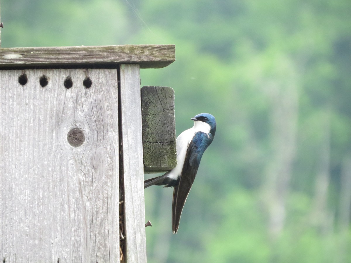 Tree Swallow - ML619307079