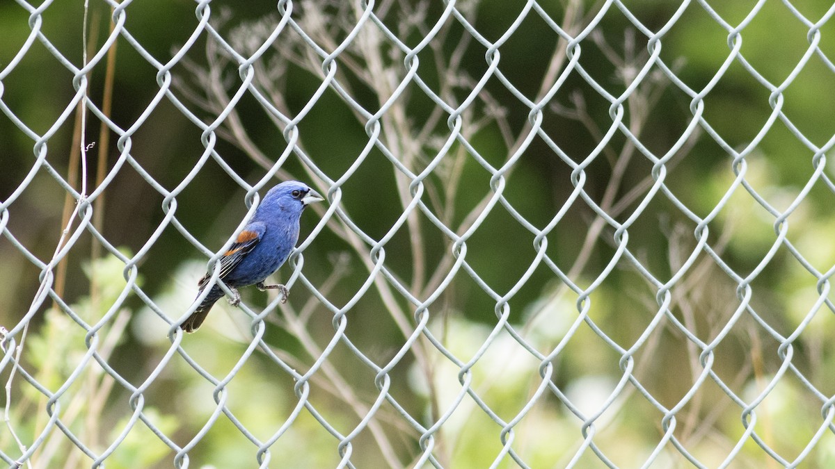 Blue Grosbeak - ML619307091